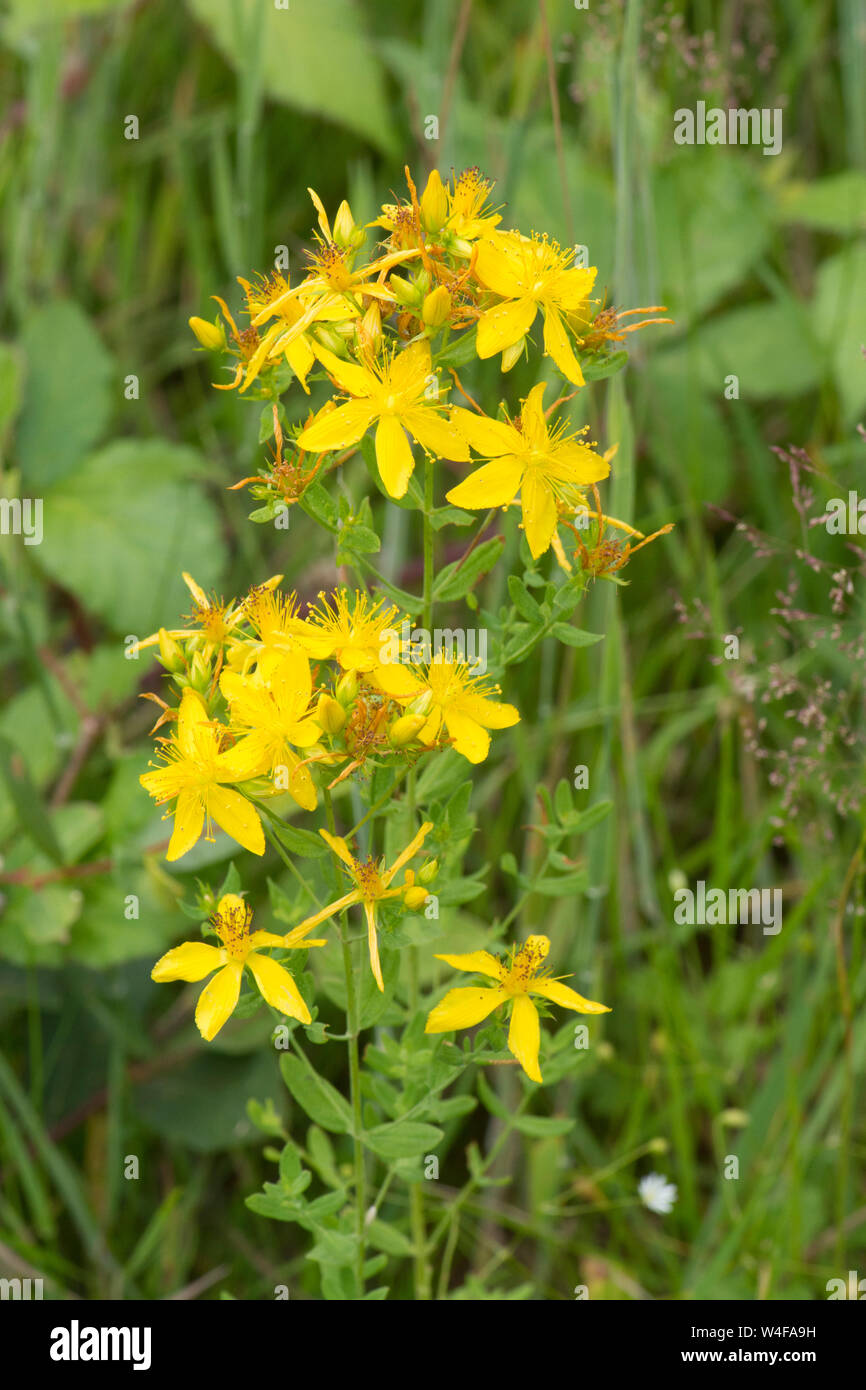 Perferate St John's - Johanniskraut, Hypericum perforatum, Sussex, UK, Juli Stockfoto