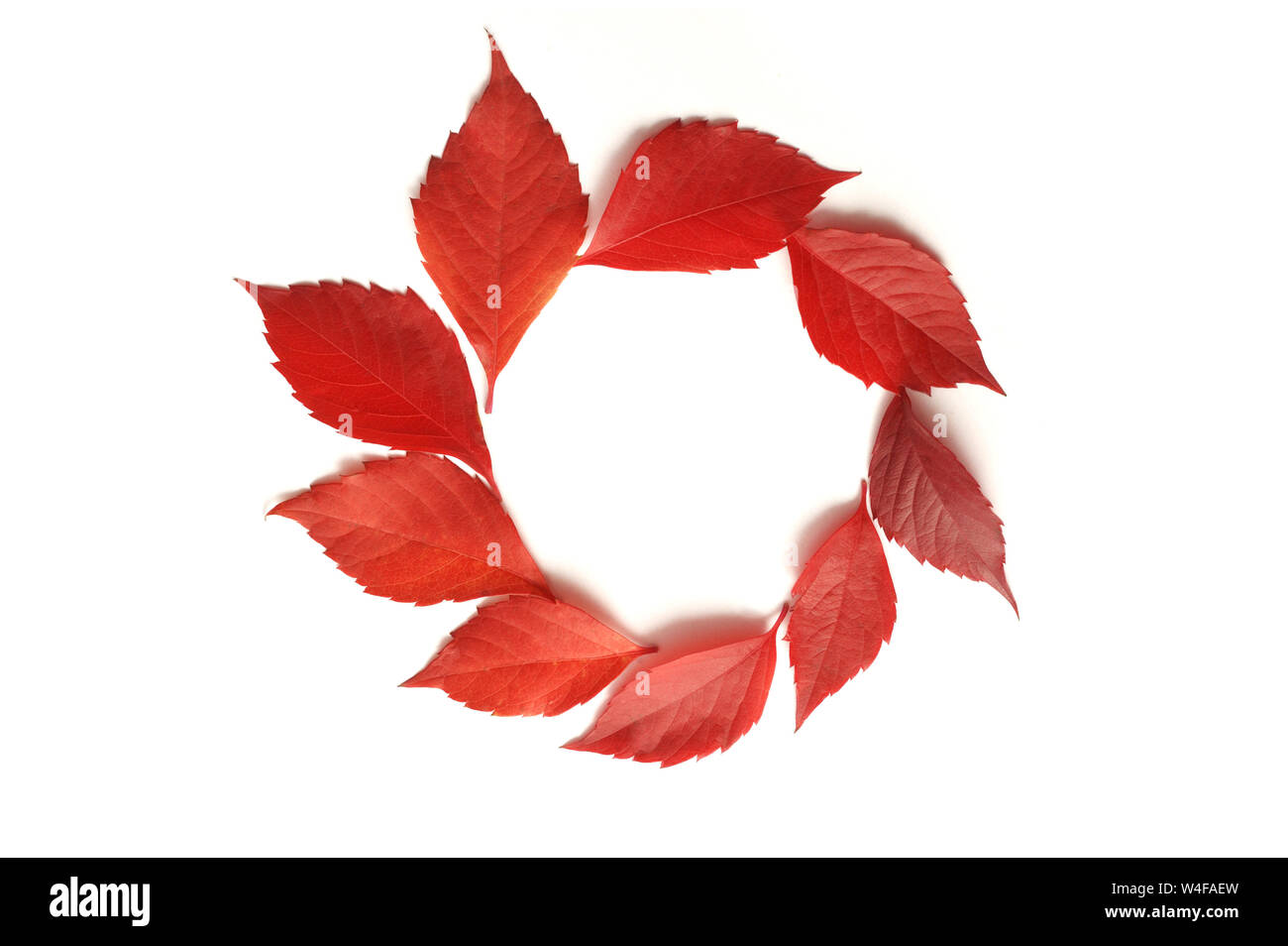 Rahmen mit Herbst bunte Blätter isalated auf weißem Hintergrund. Ansicht von oben. Fallen flach mit Platz für Ihren Text Stockfoto