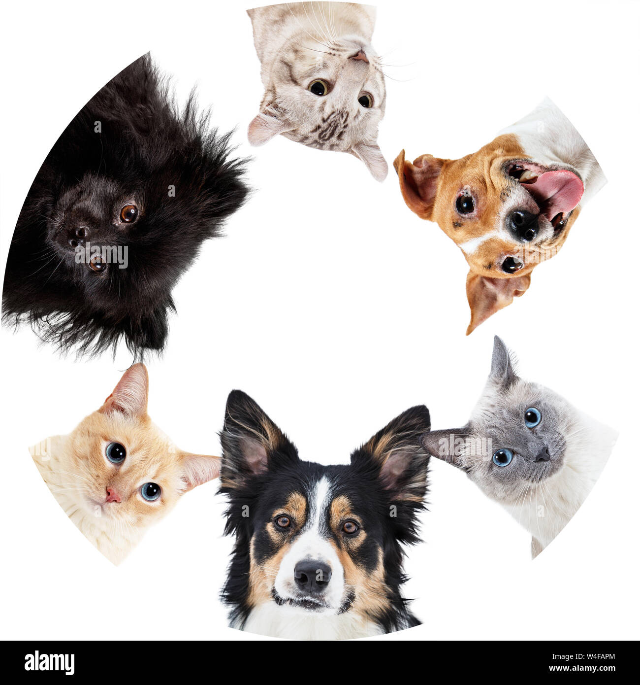 Collage von Haustieren in Kreis mit kopieren. Stockfoto