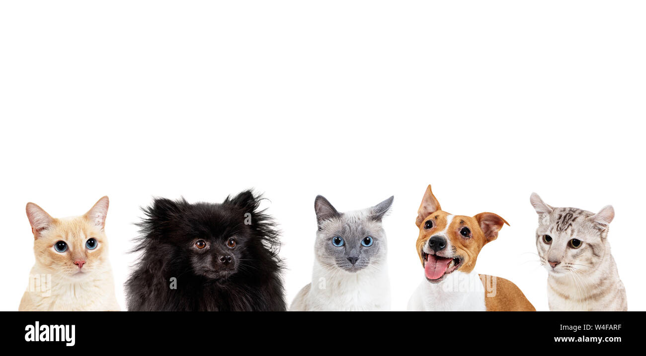 Collage von Haustieren mit Kopie Raum über den Köpfen. Stockfoto