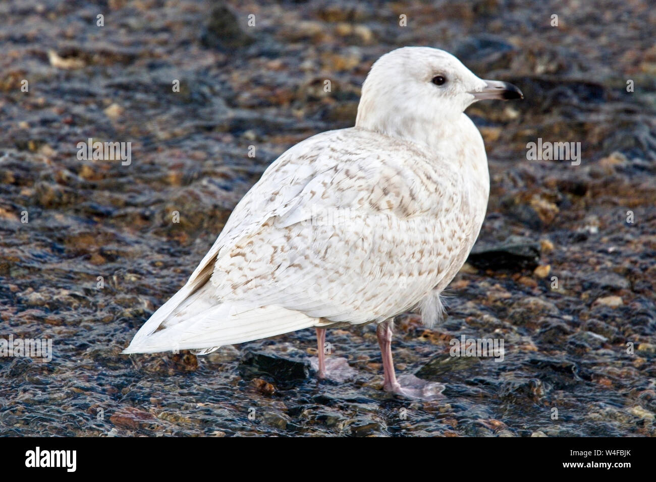 Island Möwe (Larus glaucoides), erste Winter stehen im flachen Wasser, Newlyn Harbour, Cornwall, England, Großbritannien. Stockfoto