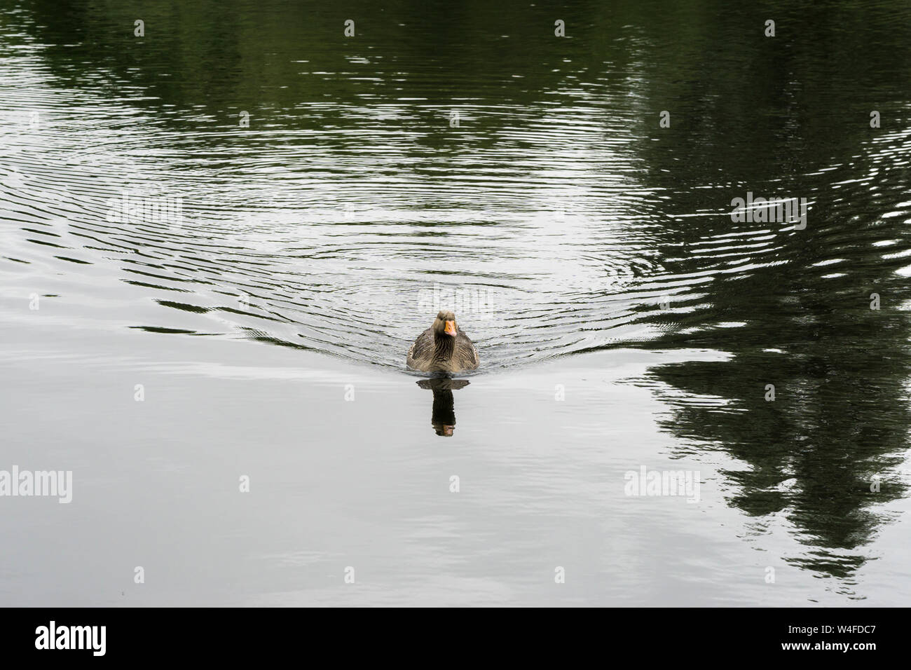 Graugans schwimmen zu Kamera Stockfoto