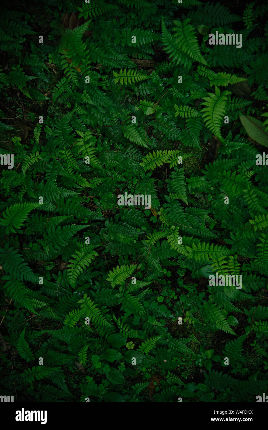 Tropische grüne Blätter auf dunklem Hintergrund. Natur Wald Anlagenkonzept Stockfoto