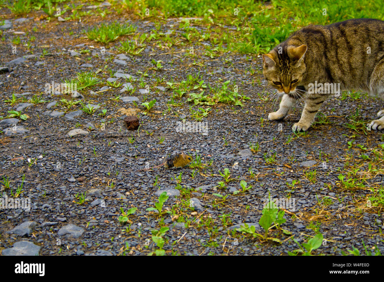 Eine Katze auf der Jagd im Gras. Eine Katze kurz vor dem Angriff Stockfoto