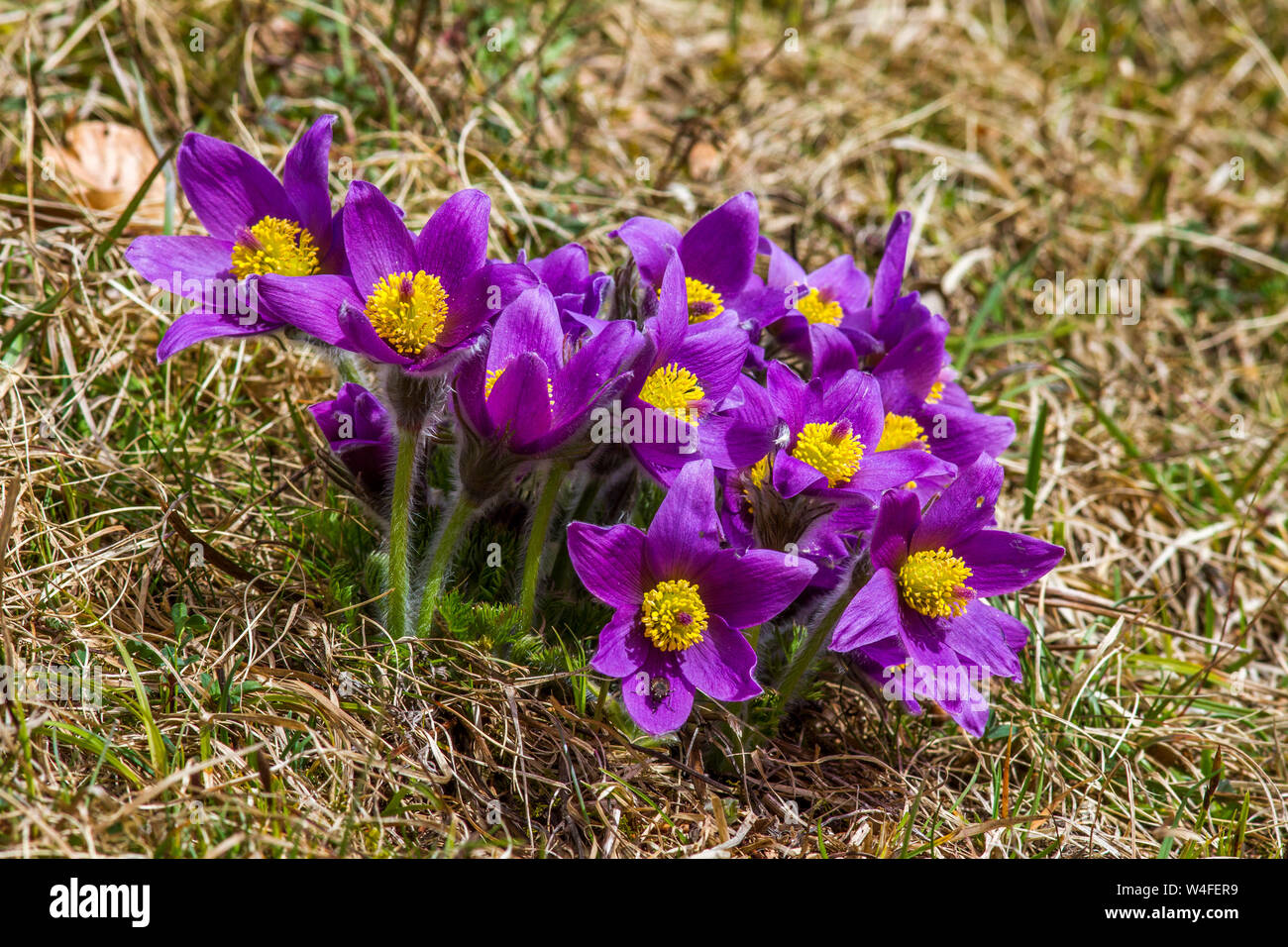 Pasque flower, Gemeine Küchenschelle (Pulsatilla vulgaris) Stockfoto