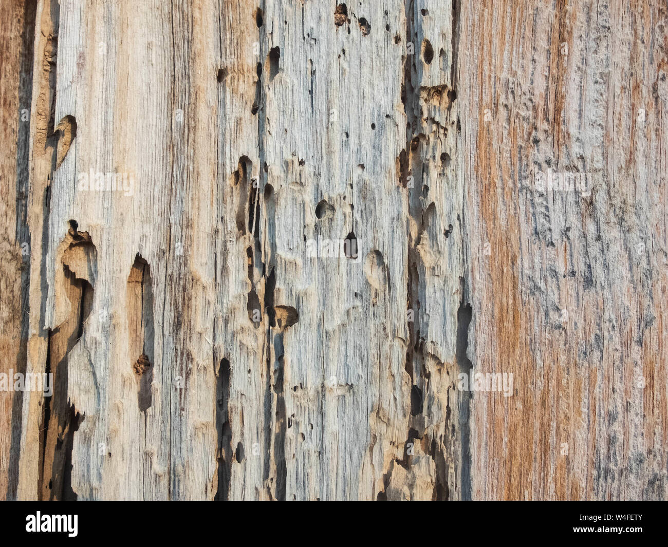 Alte Risse im Holz mit Wurmlöchern. Holz Textur Hintergrund. Stockfoto