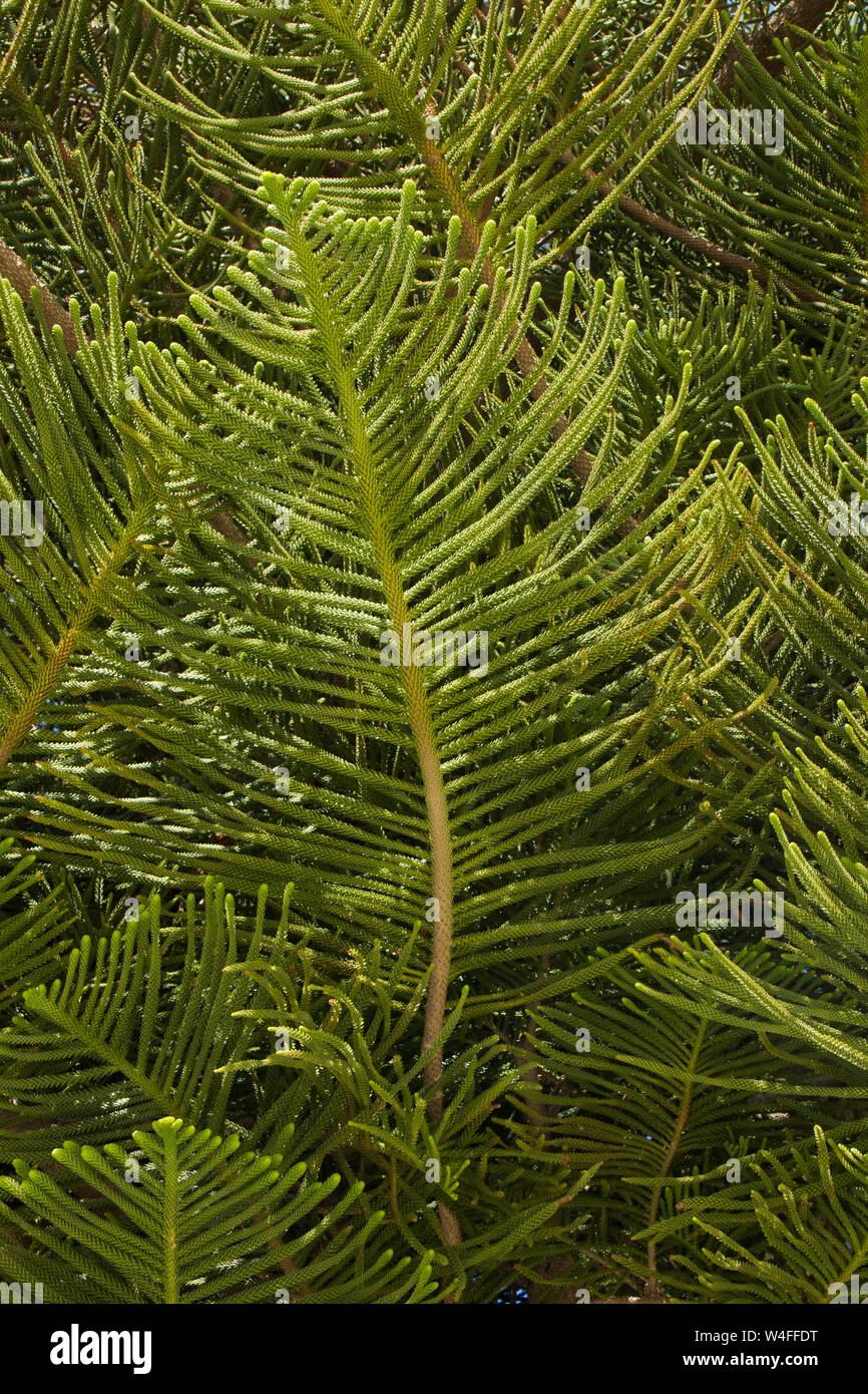 Detail einer Norfolk Island Pine, Paleochora, S. W. Kreta, Griechenland. Am frühen Morgen. Stockfoto