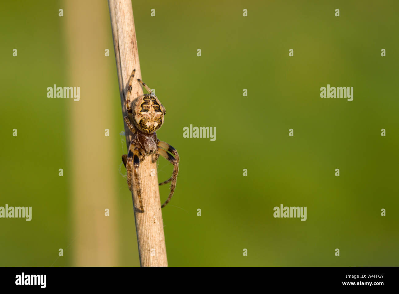 Eine weibliche Furche Orb Spider (Larinioides Dais) an Priddy Mineries in die Mendip Hills, Somerset. Stockfoto