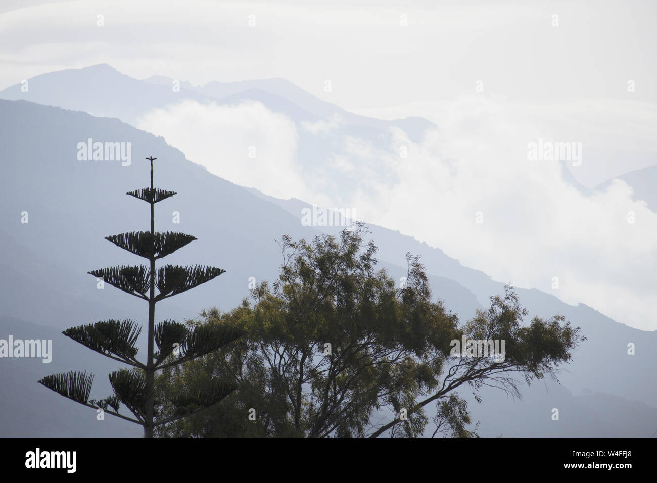 Norfolk Island Pine, Paleochora, S. W. Kreta, Griechenland. Am frühen Morgen. Stockfoto