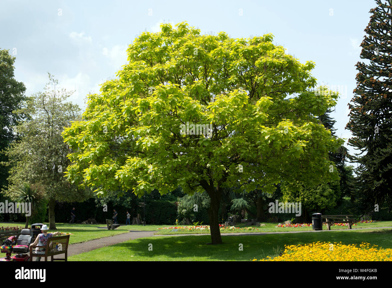 Indische Bean Tree (Catalpa bignoniodes), Bergarbeiter Tierschutz Park, Bedworth, Warwickshire, England, Großbritannien Stockfoto
