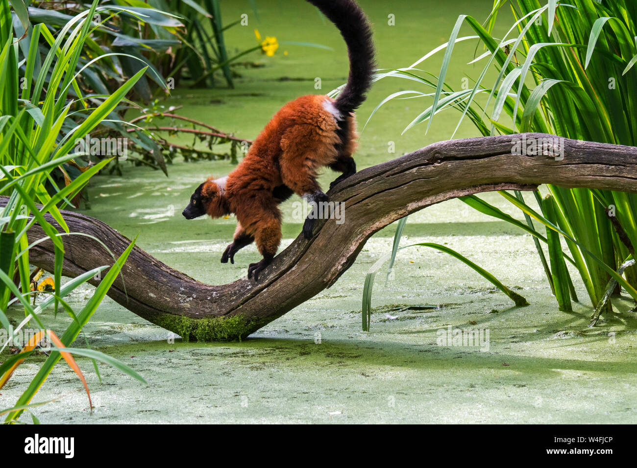 Masoala madagaskar -Fotos und -Bildmaterial in hoher Auflösung – Alamy