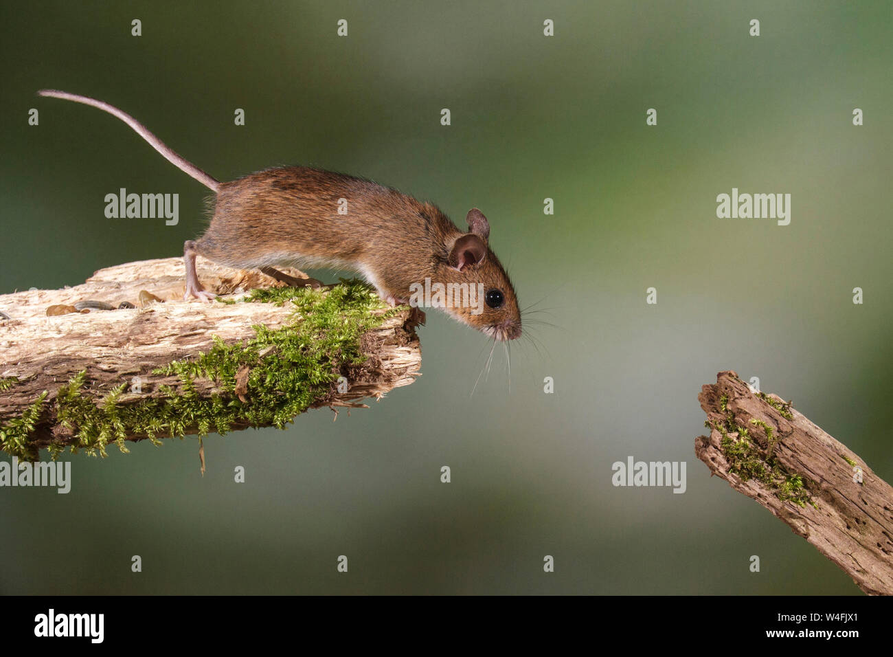 Holz Maus, Waldmaus (APODEMUS SYLVATICUS Stockfotografie Alamy