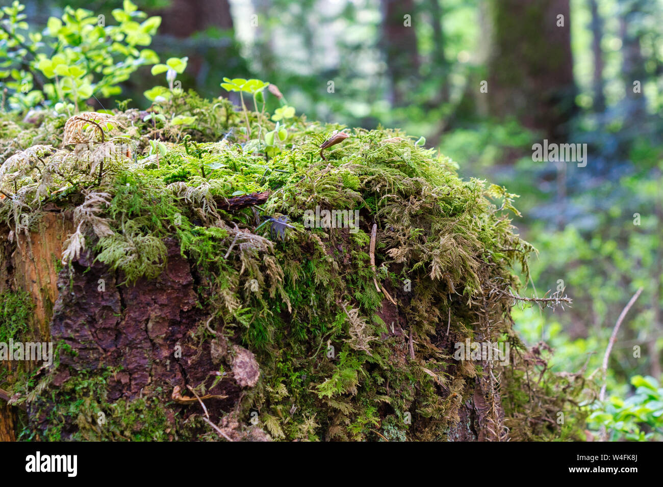 Mini Wald auf einem mit Flechten und Moos bedeckt, Nahaufnahme Stockfoto