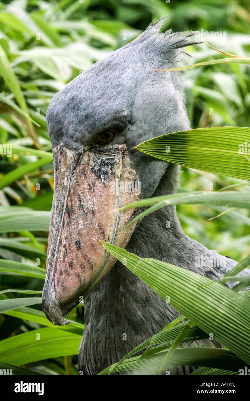 Die Schuebill, Balaeniceps rex in Pflanzen Walfischstorch Schuhschnabelstorch Stockfoto