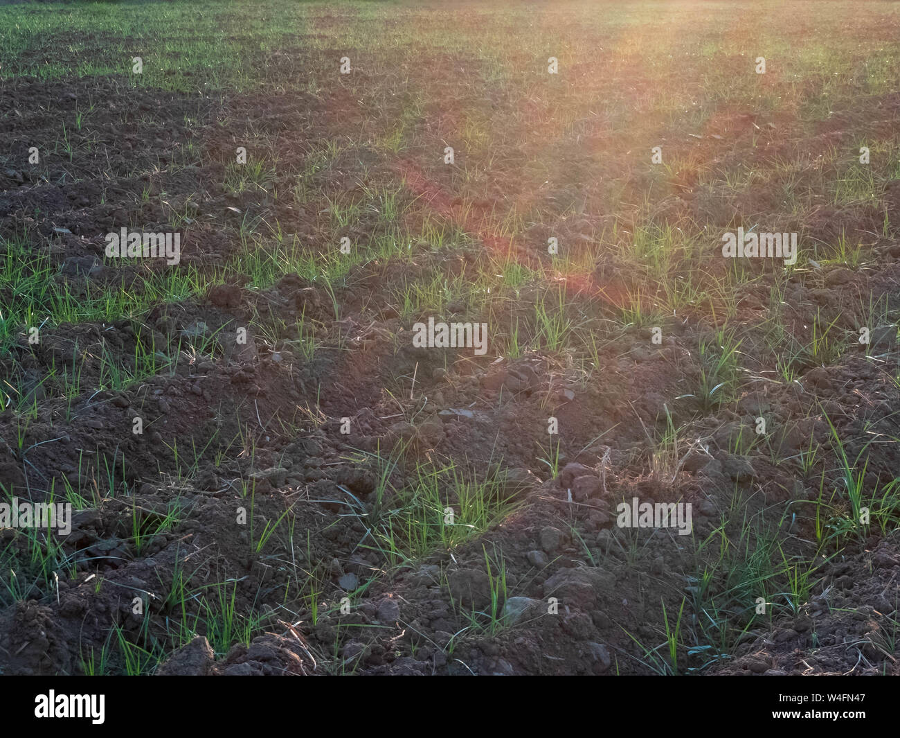 Furchen und junge Triebe von Weizen im landwirtschaftlichen Bereich. Stockfoto