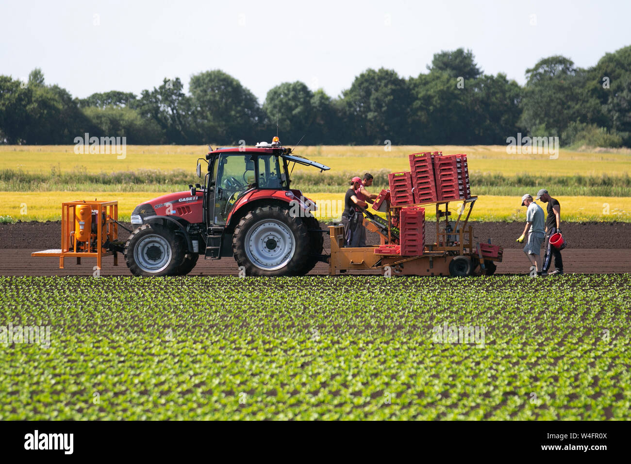 Tarleton, Lancashire. UK Wetter. 23. Juli, 2019. Hot Landwirtschaft die Arbeit für Arbeitsmigranten auf Tarleton Moss, wie Sie einem fahrerlosen Case IH Farmall-105 u Ackerschlepper und automatische pflanzmaschine Sommer Salat Salat ernten folgen. Landwirtschaft, wie wir sie kennen, wird durch die Verwendung von Selbst - Fahren von Traktoren und Roboter, die arbeitsintensiven Aufgaben, die zuvor von EU-Arbeitnehmern getan durchführen können revolutioniert wird. Steigende Kosten für landwirtschaftliche Arbeit und sinkende Kosten für Selbstfahrer Technologie wird weitere Möglichkeiten für Kosteneinsparungen bieten. Credit: MediaWorldImages/Alamy leben Nachrichten Stockfoto