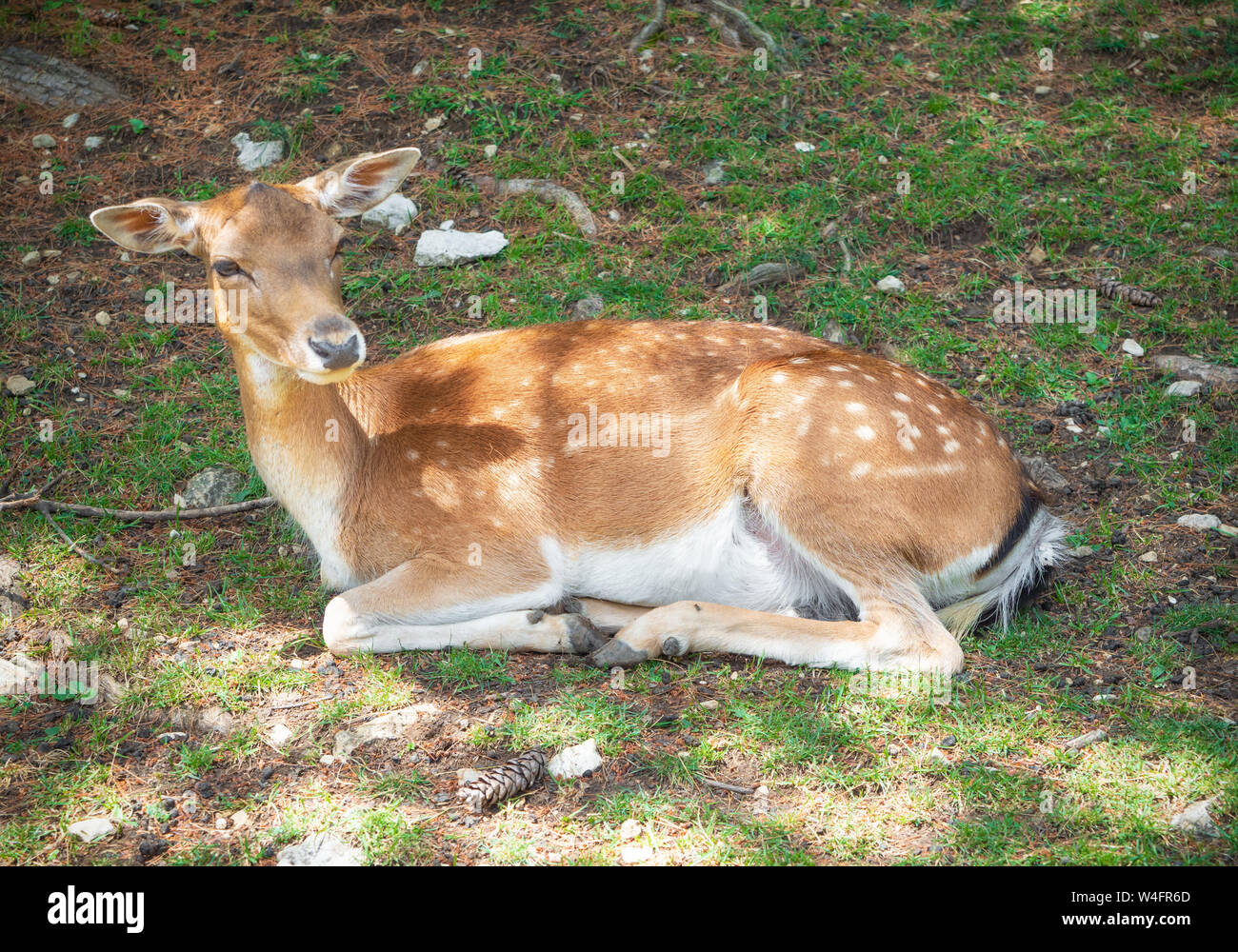 Nationalpark der Abruzzen, Latium und Molise (Italien) - Der Sommer in der italienischen Berge Naturpark, mit wilden Tieren, Kleinstädte, Barrea See Stockfoto