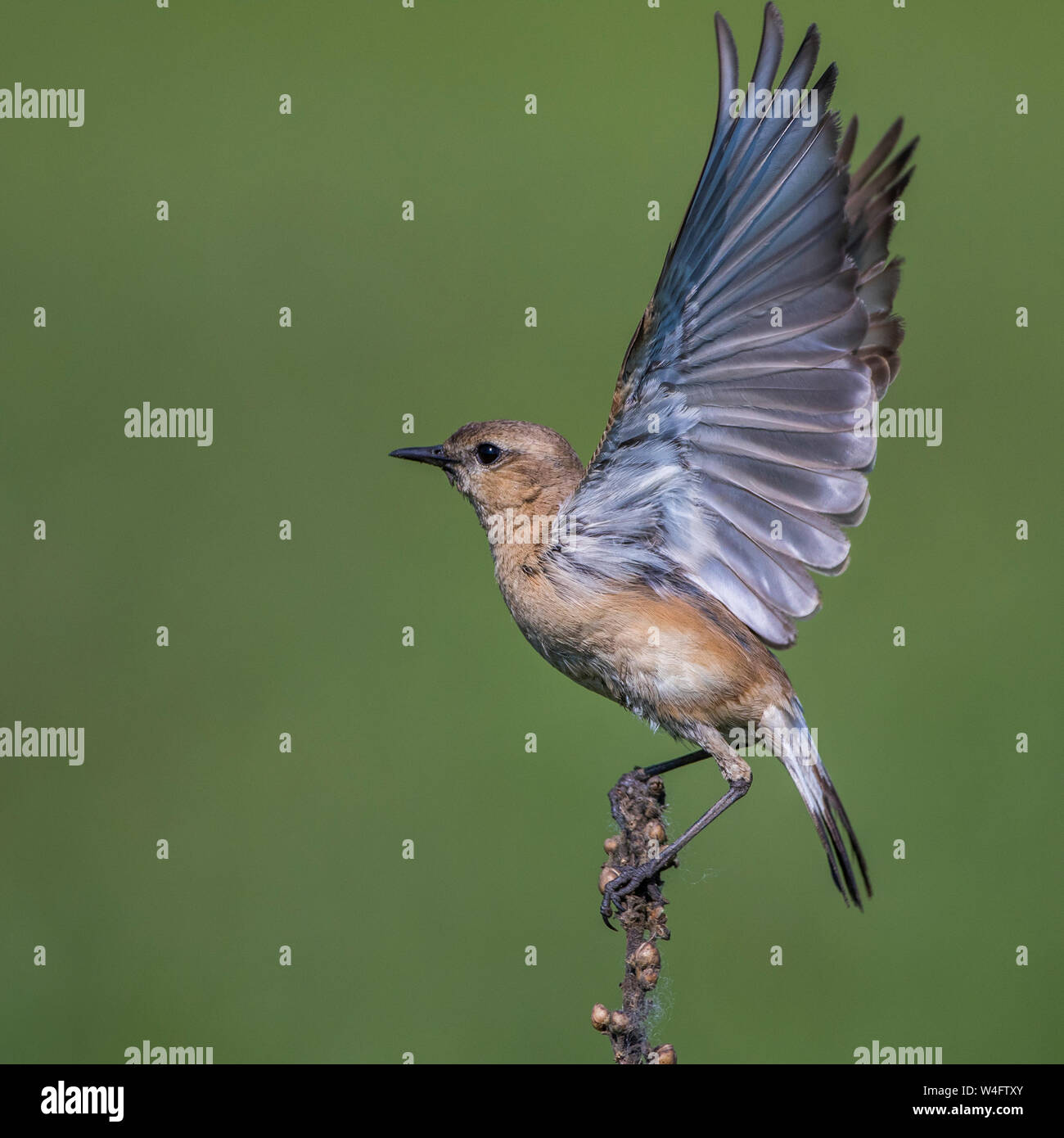 , Isabell-Steinschmätzer isabelline Steinschmätzer (Oenanthe isabellina) Stockfoto