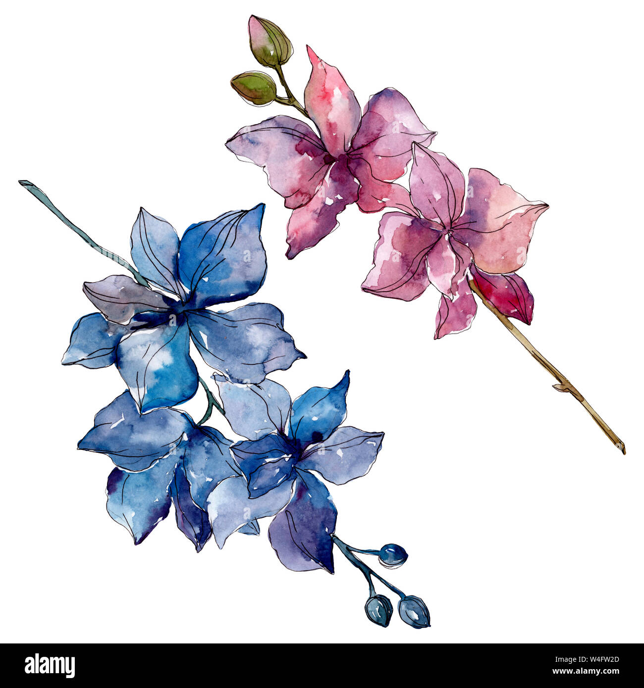 Orchidee Blumen botanischen Blumen. Wild Federblatt wildflower isoliert. Aquarell Hintergrund Abbildung. Aquarell Zeichnung mode Aquarelle. Stockfoto