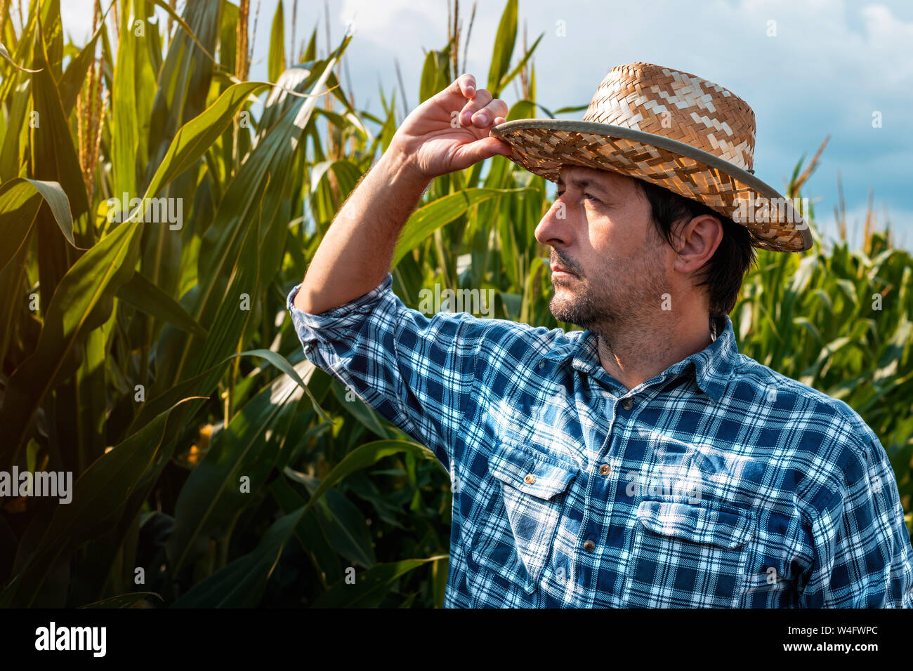 Agronom untersucht Entwicklung von Mais in Bebautes Feld. Portrait von verantwortlichen erwachsenen männlichen Spezialisten analysieren Wachstum Mais auf Plantat Stockfoto