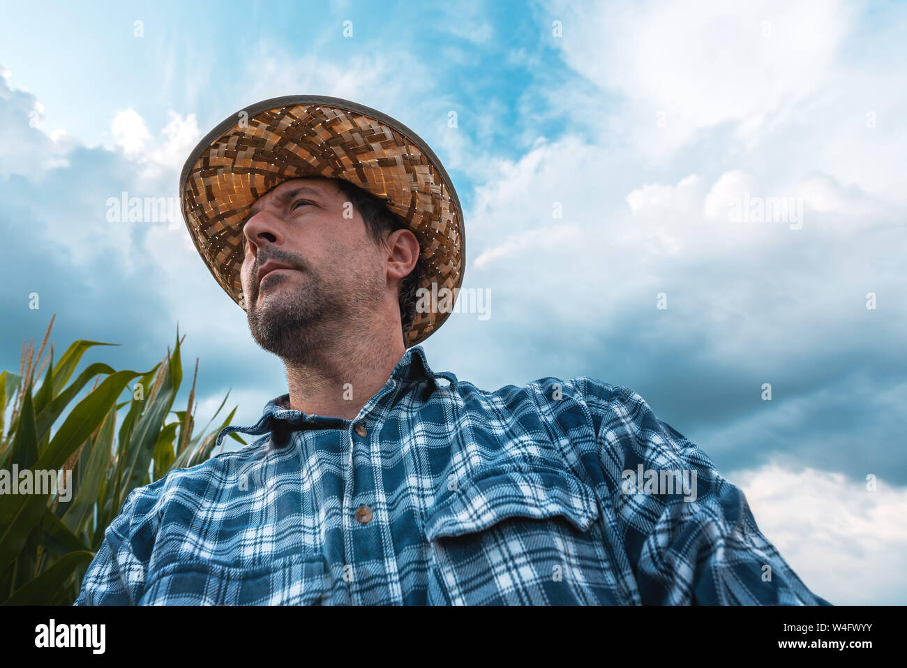 Betreffenden mais Bauer in das Feld ein. Low Angle Portrait von männlichen Agronom in Mais Feld an Kulturpflanzen auf der Suche Stockfoto
