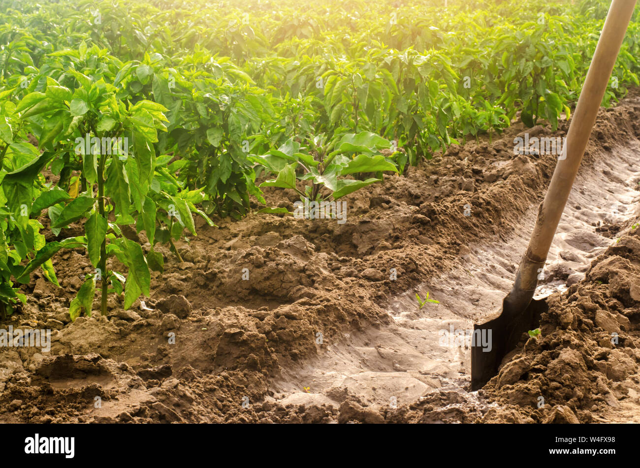 Plantage Pepper und Bewässerung Kanal mit einer Schaufel. traditionelle Methode der Bewässerung der Felder. Anbau, Pflege der Pfeffer Plantage. Bauernhof cr Stockfoto