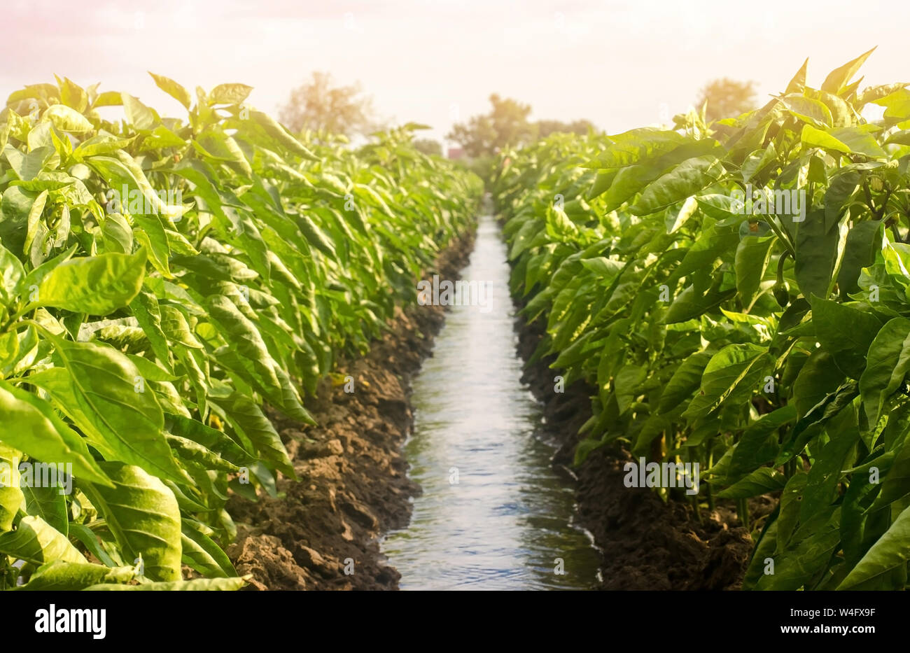 Zeilen Pfeffer Plantage durch Bewässerung Wasser Kanal unterteilt. traditionelle Methode der Bewässerung der Felder. Anbau, Pflege der Pfeffer Plantage. Bea Stockfoto