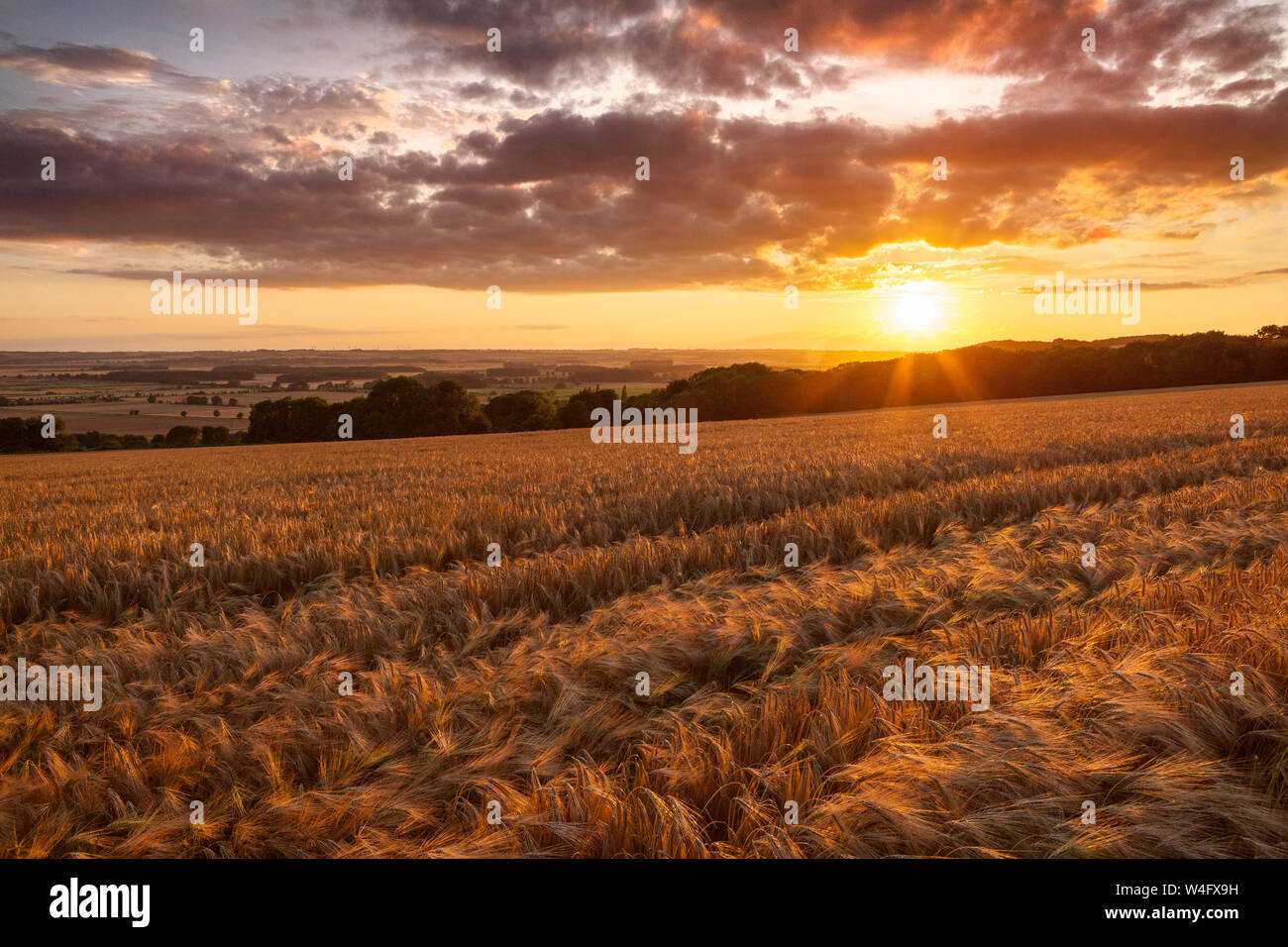 Ancholme Tal. North Lincolnshire. 22. Juli 2019. UK Wetter: Sonnenuntergang von einem Feld von Gerste über dem Ancholme Tal. North Lincolnshire, Großbritannien. 22. Juli 2019. Quelle: LEE BEEL/Alamy leben Nachrichten Stockfoto