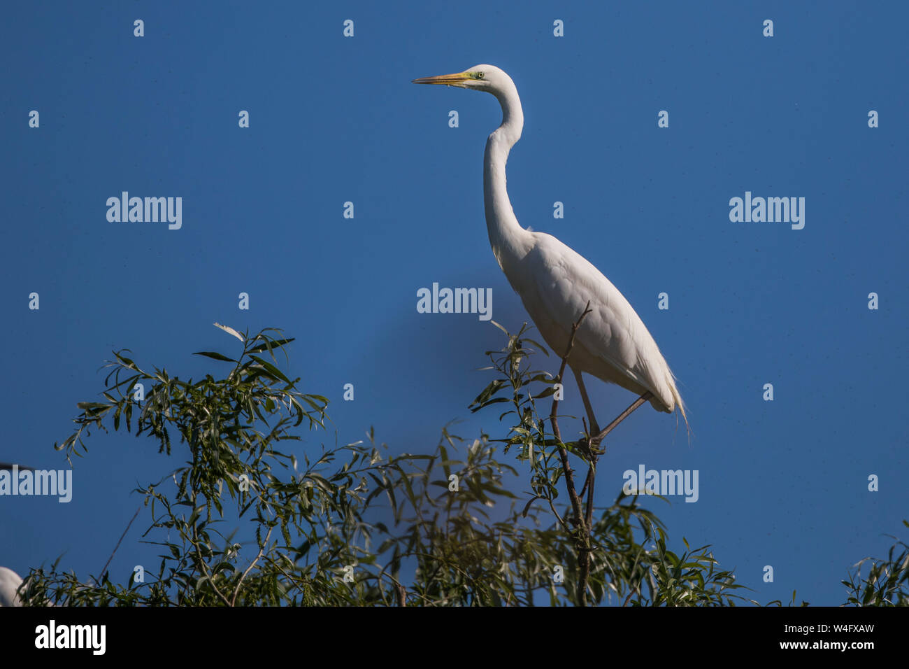 Gemeinsame Reiher, Silberreiher, Silberreiher (Casmerodius albus) Stockfoto