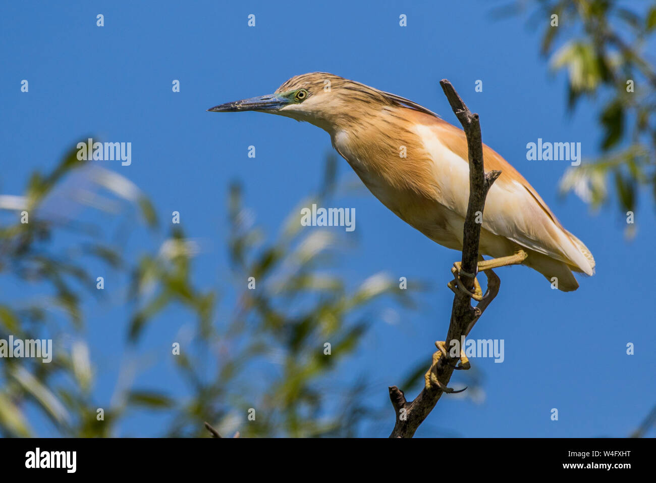 Squacco Heron, Rallenreiher (Ardeola ralloides) Stockfoto