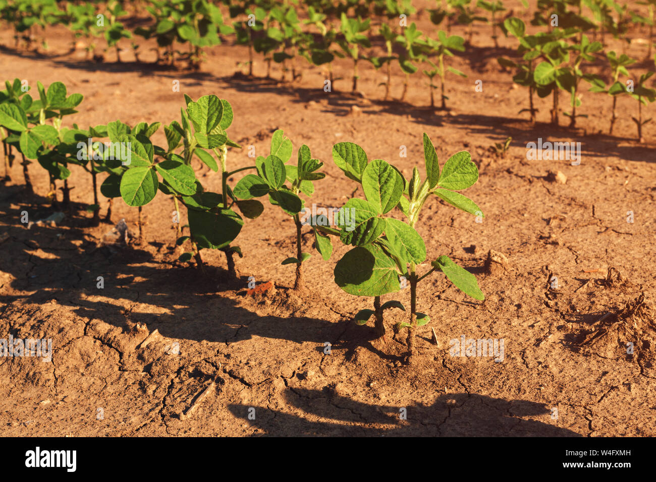 Soja Plantage Zeilen im Feld, der ökologische Landbau von Glycine max oder Sojabohnen Erntegut Stockfoto