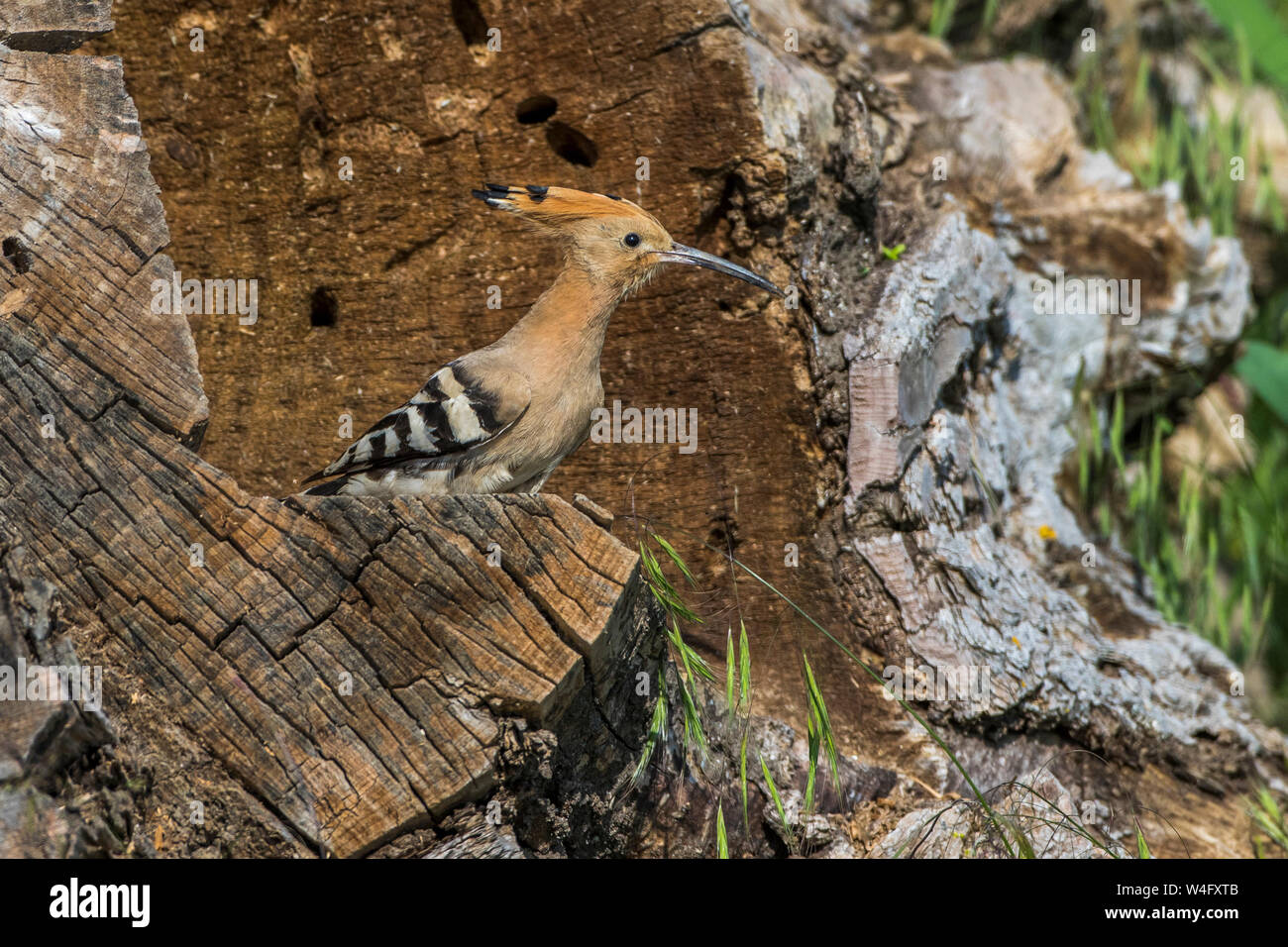 Eurasischen wiedehopf Wiedehopf (Upupa epops) Stockfoto