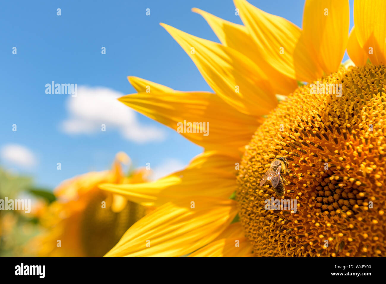 Sonnenblume Kopf Nahaufnahme, blühende Helianthus annuus Erntegut Blume im Feld in hellem Sonnenlicht Stockfoto