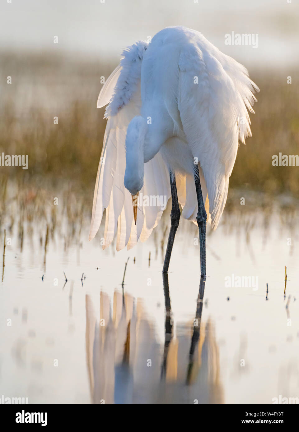 Silberreiher (Ardea alba). Myakka River State Park, Florida. Stockfoto