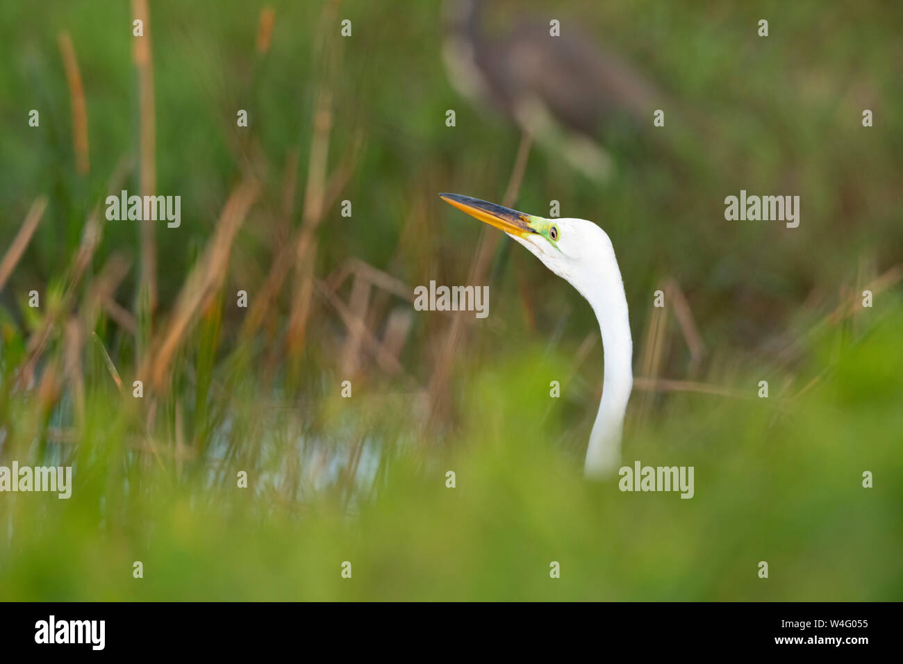 Silberreiher (Ardea alba). Der Everglades National Park, Florida. Stockfoto