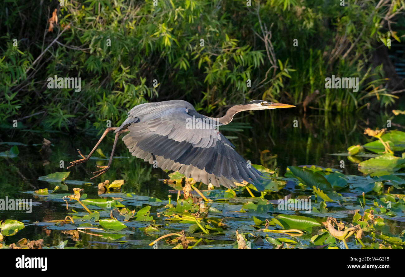 Great Blue Heron (Ardea herodias). Der Everglades National Park, Florida. Stockfoto