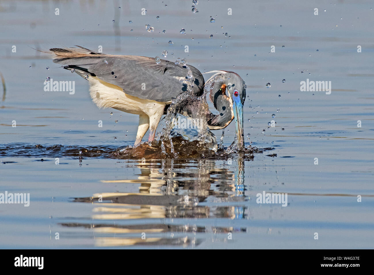 Dreifarbige Heron (Egretta tricolor). Myakka River State Park, Florida. Stockfoto