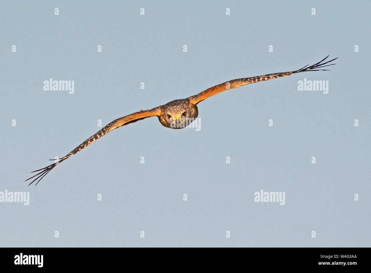Rot - geschulterten Falken (Buteo lineatus). Myakka River State Park, Florida. Stockfoto
