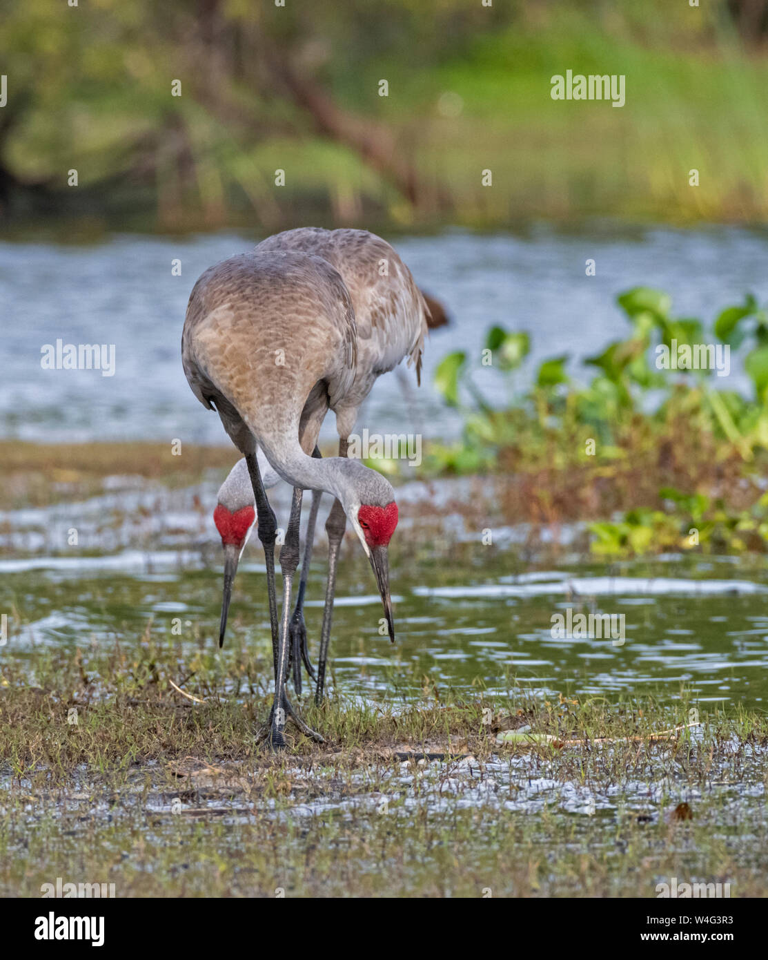 Sandhill Crane (Antigone canadensis). Myakka River State Park, Florida. Stockfoto