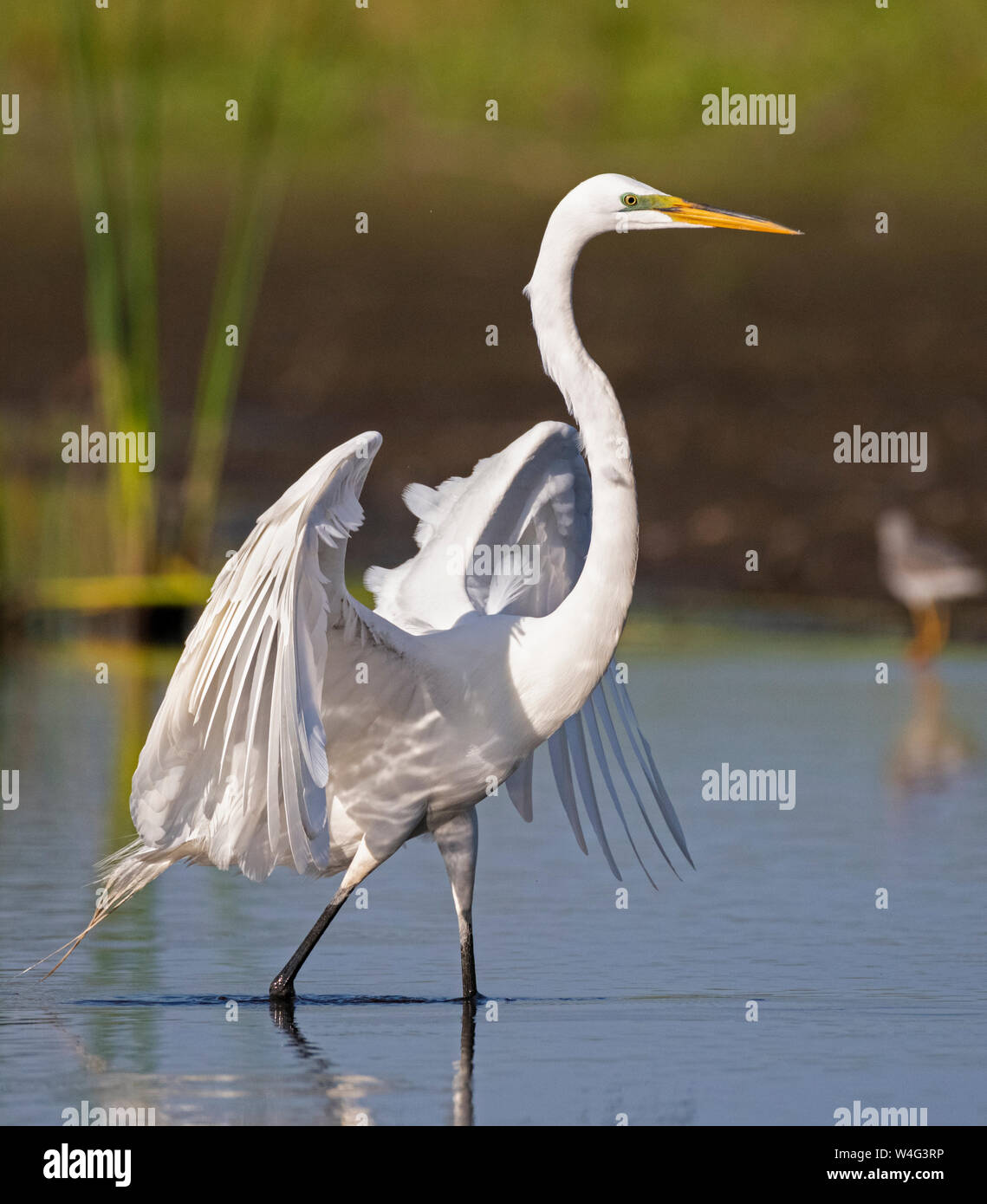 Silberreiher (Ardea alba). Myakka River State Park, Florida. Stockfoto