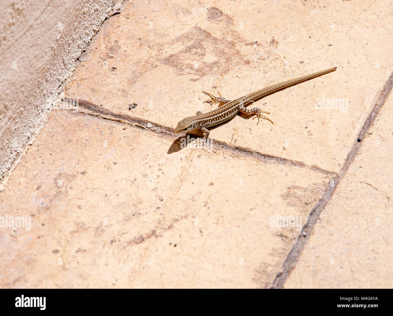 Eine Erhard's Wand lizard man über gepflasterte Bodenbeläge in einem griechischen Villa Garden Stockfoto