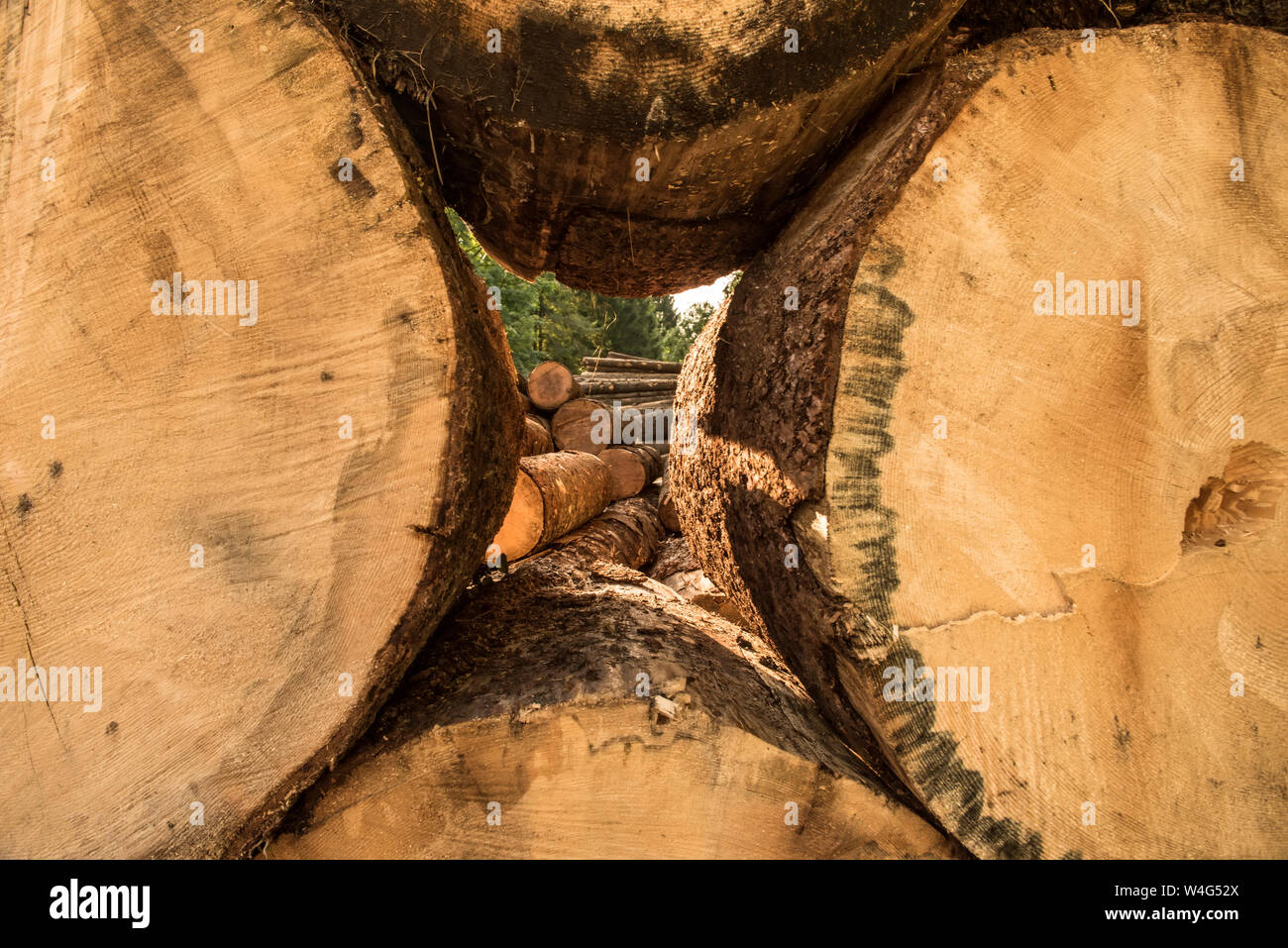 Protokoll Stacks ist Kiefernwald, Deutschland Europa Stockfoto