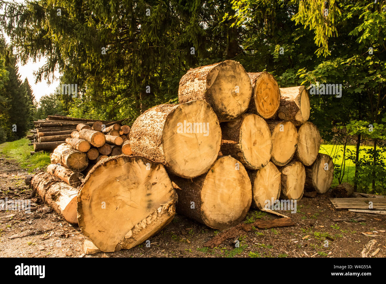 Protokoll Stacks ist Kiefernwald, Deutschland Europa Stockfoto