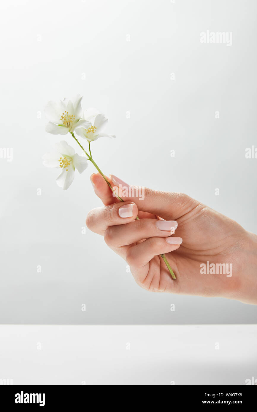 7/8-Ansicht von Frau Jasmin in der Hand halten Stockfoto