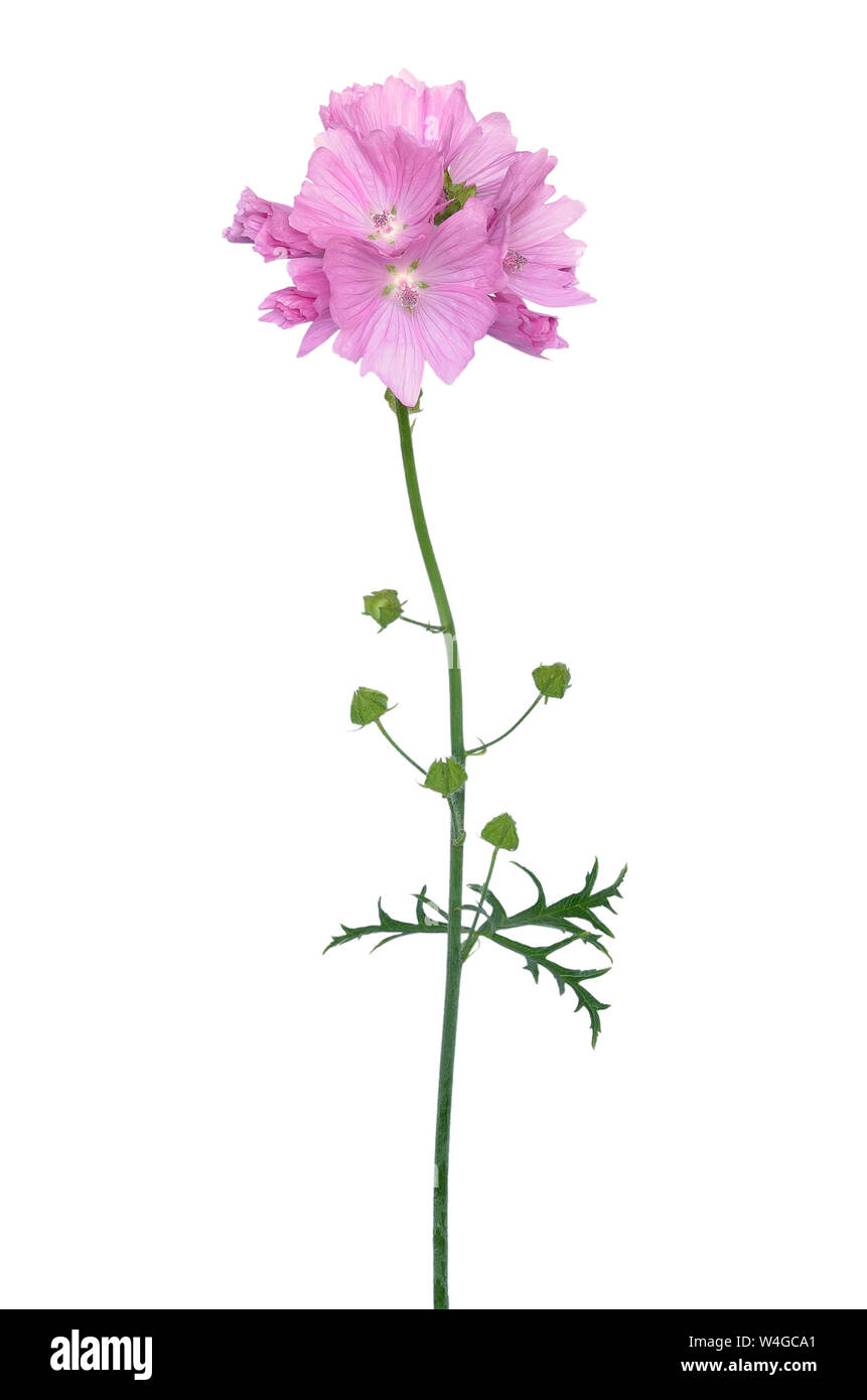 Malva Blume auf weißem Hintergrund Stockfoto