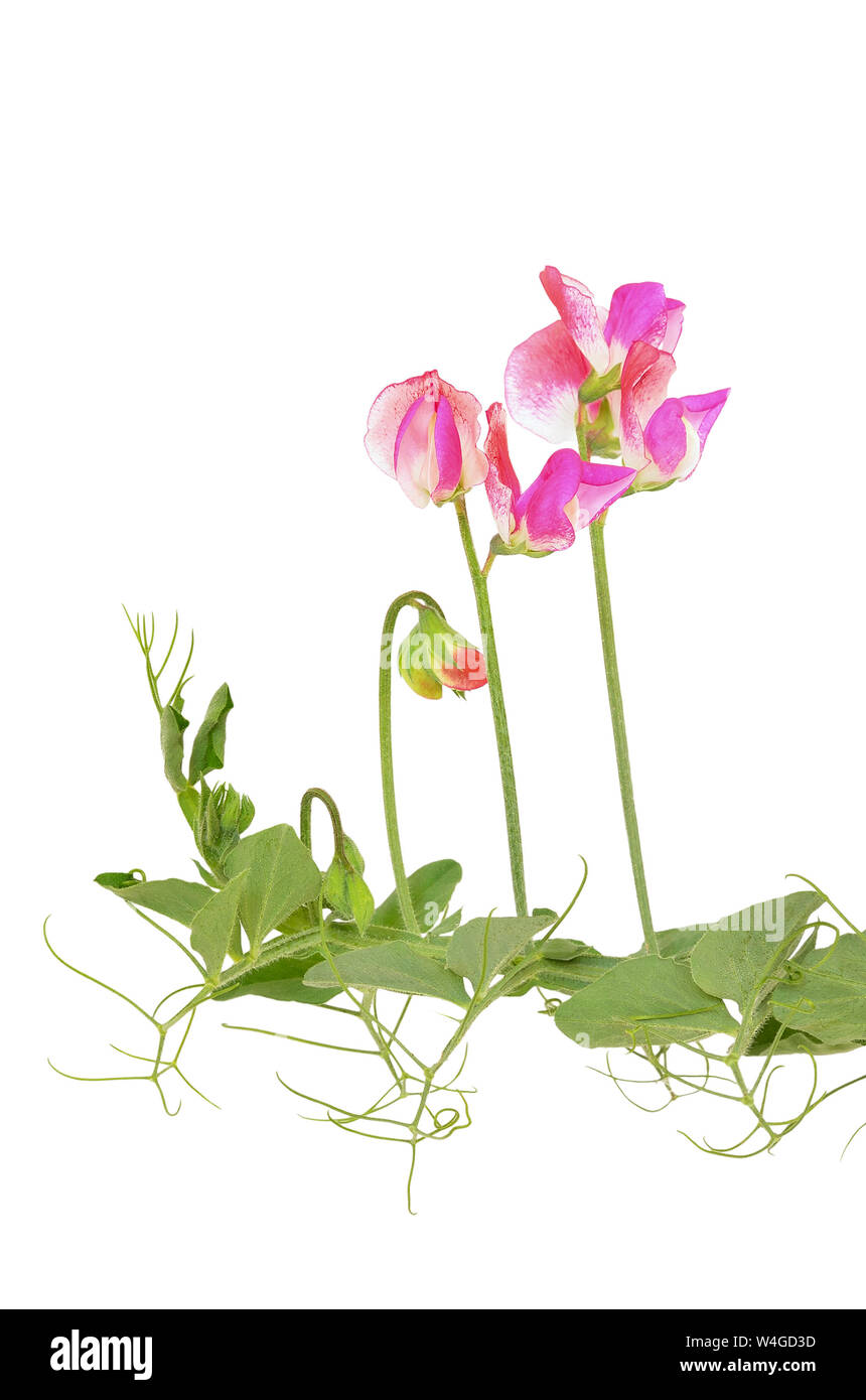 Sweet pea (Lathyrus Odoratus) Blumen auf weißem Hintergrund Stockfoto