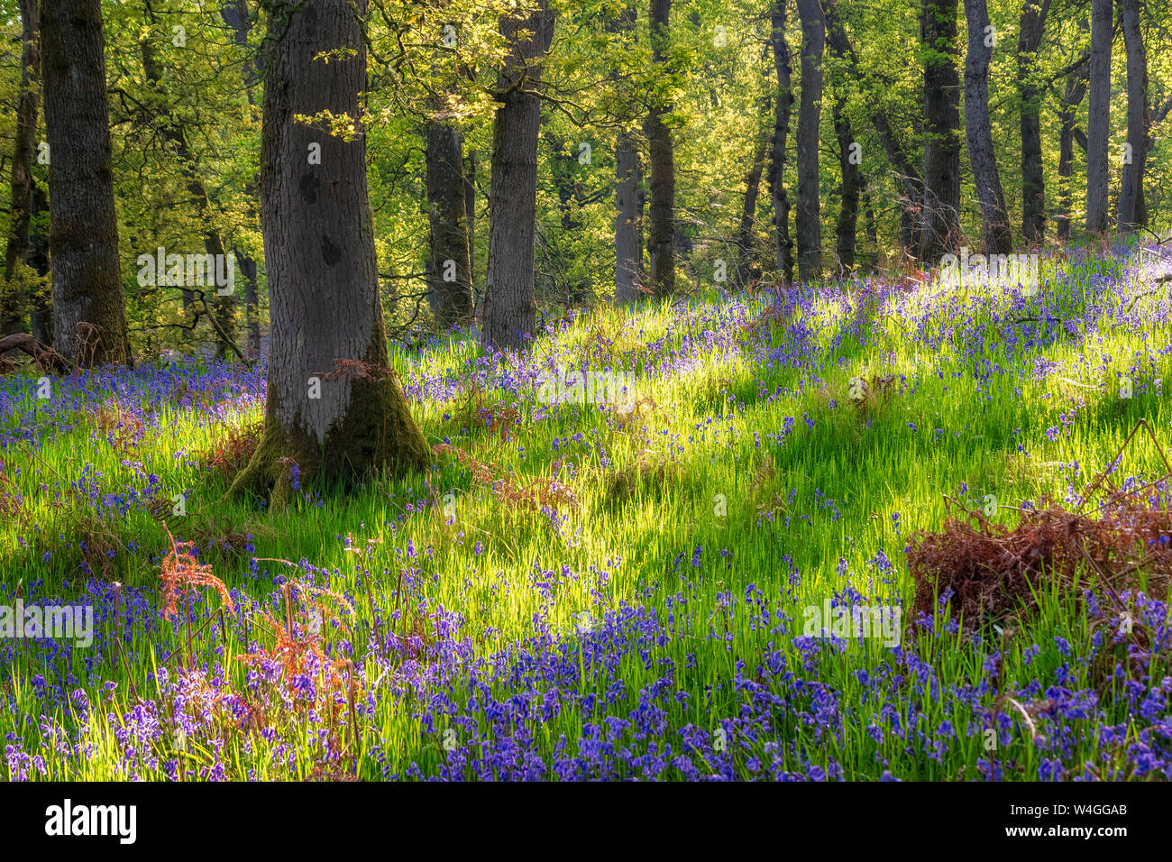 Bluebells in Wald, Perth, Schottland Stockfoto