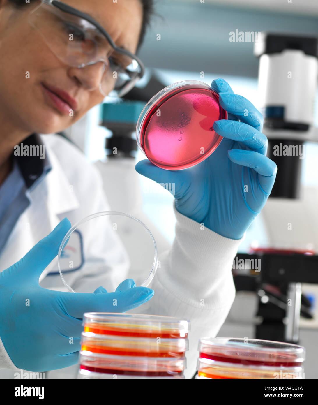 Wissenschaftler untersuchen Kulturen in Petrischalen mit einem inverses Mikroskop im Labor wachsen Stockfoto