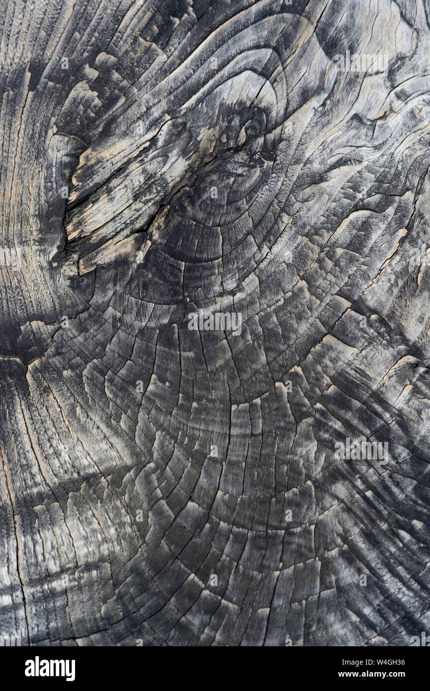 Holz Oberfläche, Teakholz, Tectona grandis, full frame Stockfoto