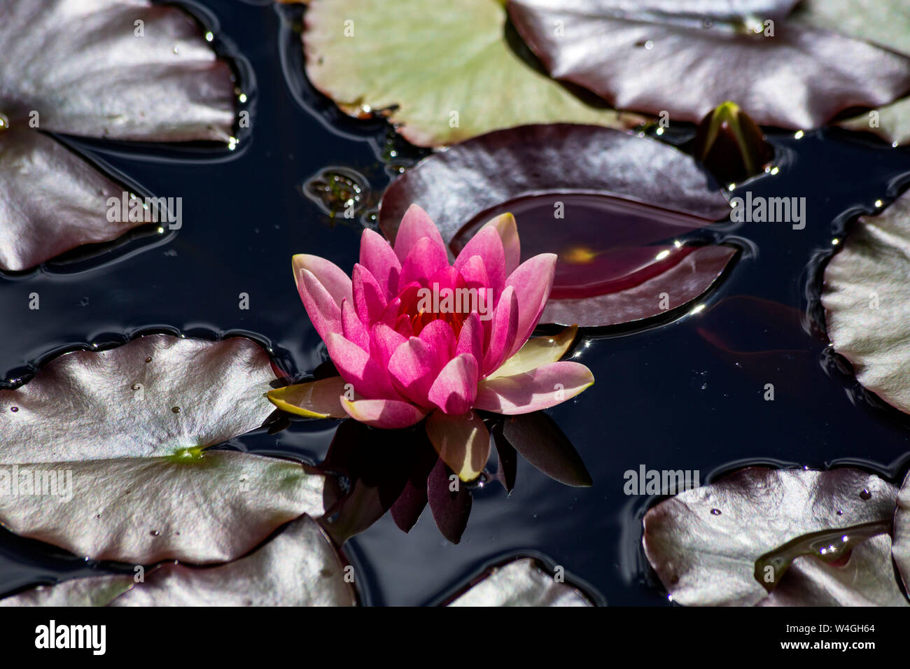 Rosa Wasser Lilly auf Garten Teich an Sonnenlicht Stockfoto